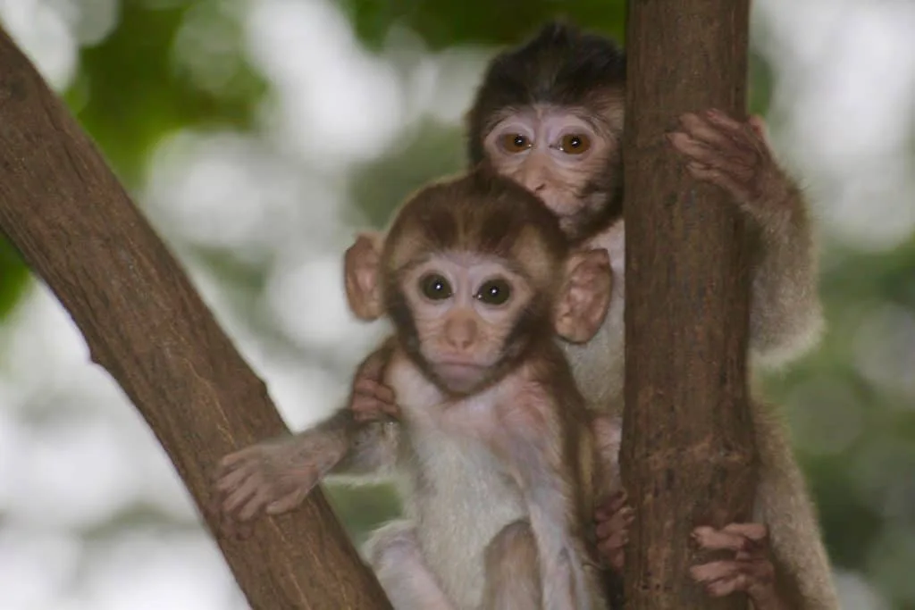 Kosamphi Forest Park