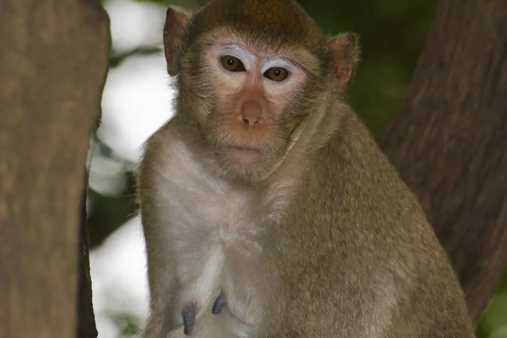 Kosamphi Forest Park