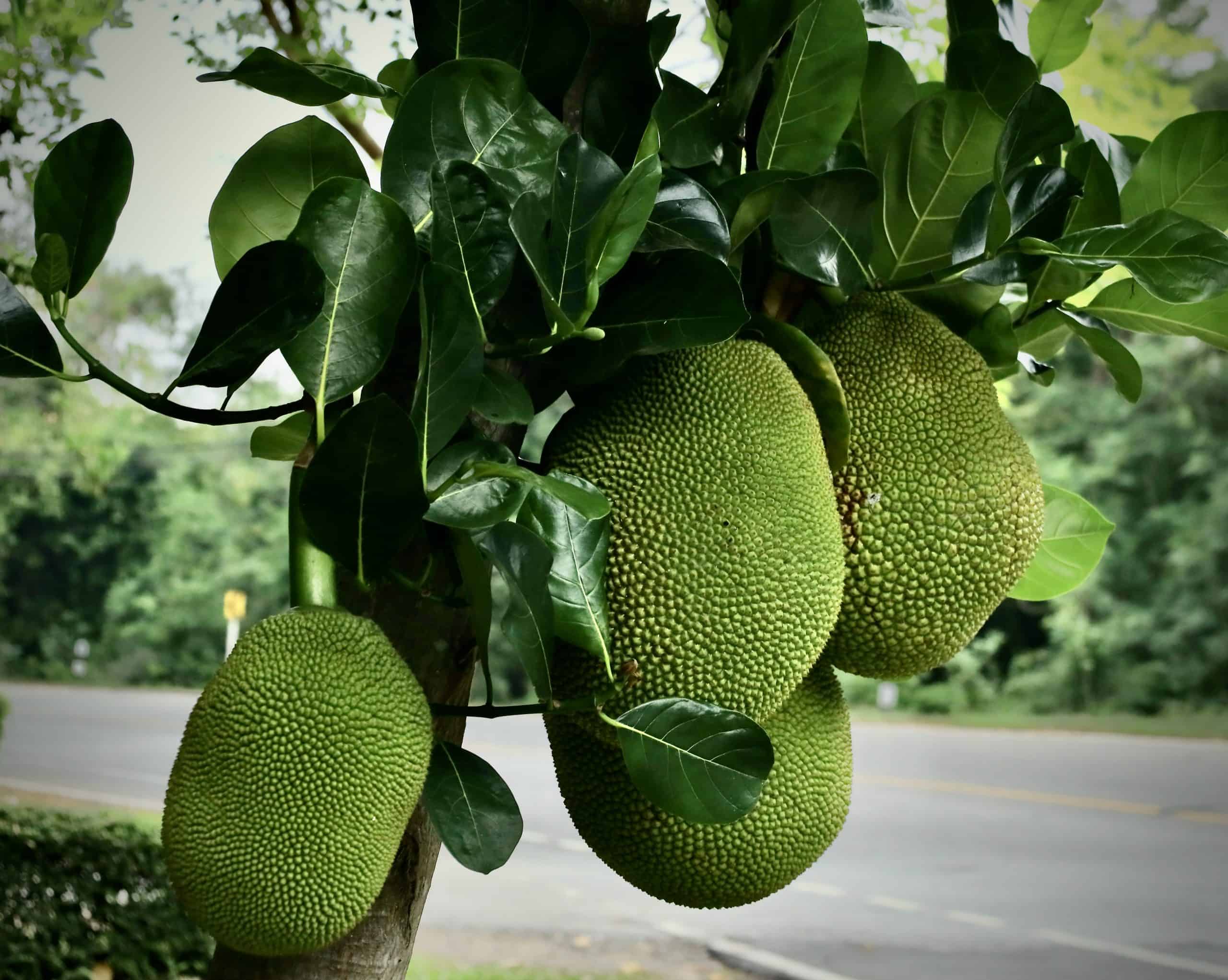 Frutas y vegetales en Tailandia Jackfruit