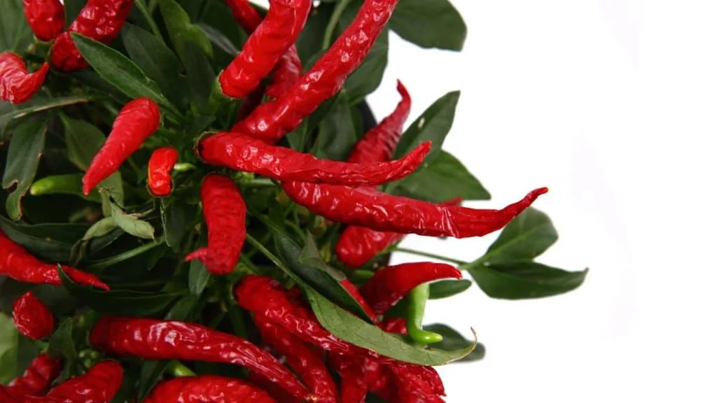 Las especias y condimentos de Tailandia, chili