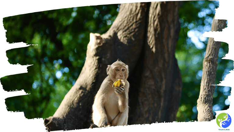 Kosamphi Forest Park