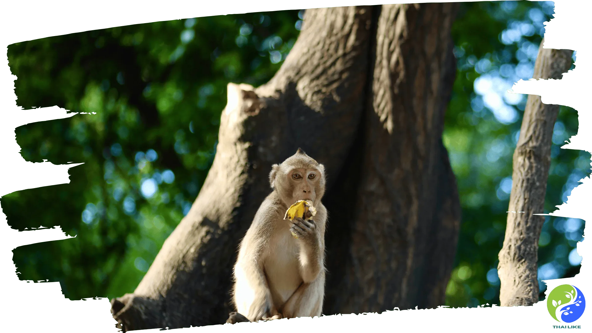 Kosamphi Forest Park