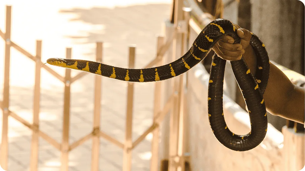 Reptiles de Tailandia