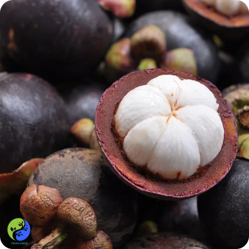 Mangosteen in Thailand