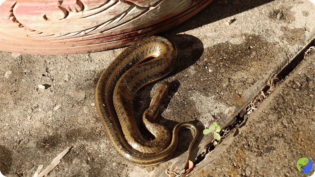 Reptiles de Tailandia