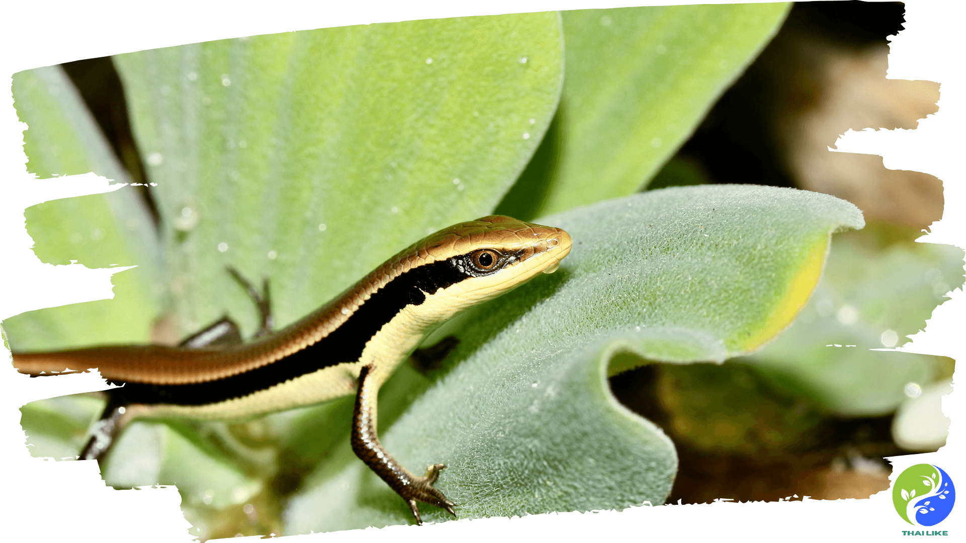 Reptiles of Thailand