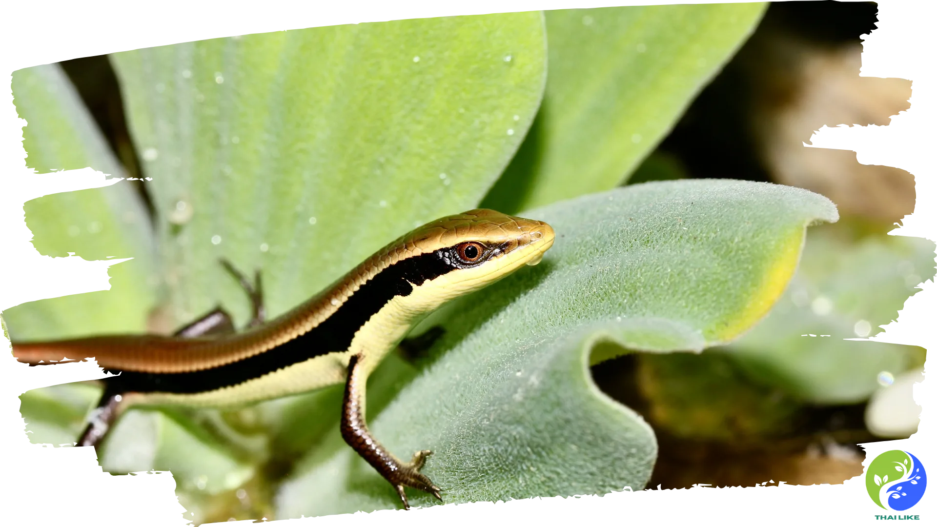 Reptiles de Tailandia